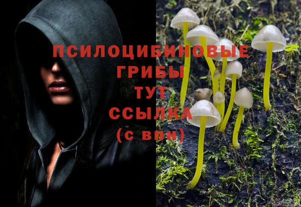 эйфоретик Аркадак